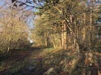 Brigante Wood