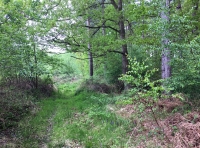 Broad Oak Wood - SOLD