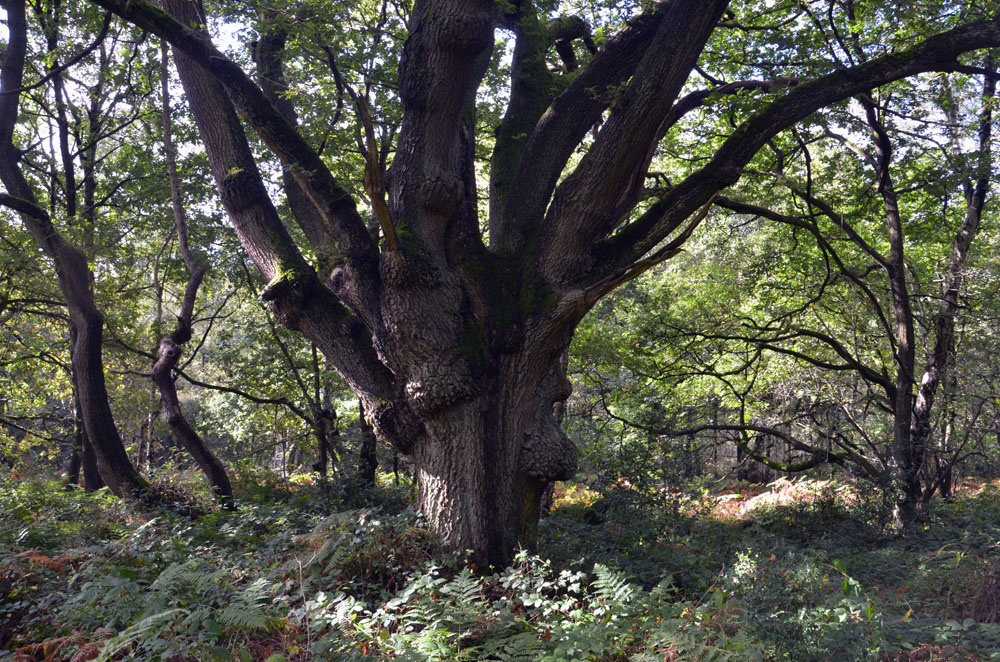 Ancient oak