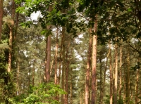 Burkers Plantation - SOLD