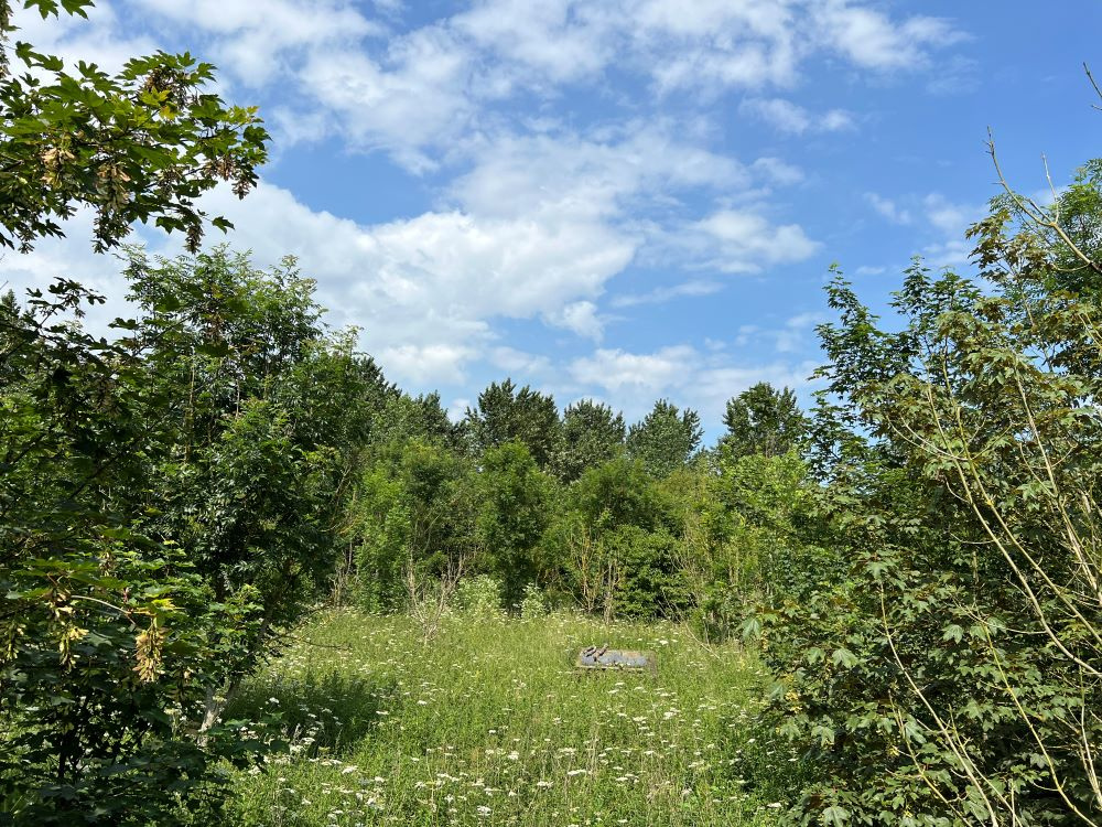 Clearing at the centre of the wood. 