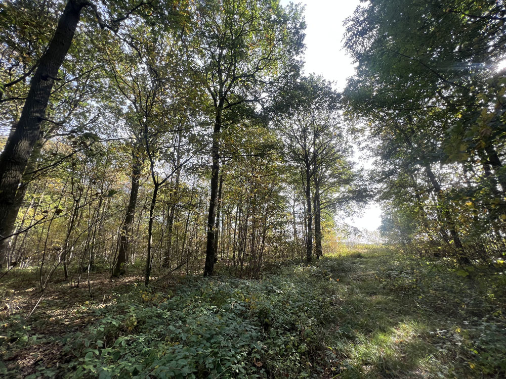 View along the western shared boundary track. 