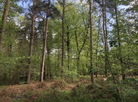 Coates Wood - SOLD