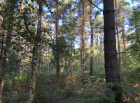 Comma Wood - SOLD