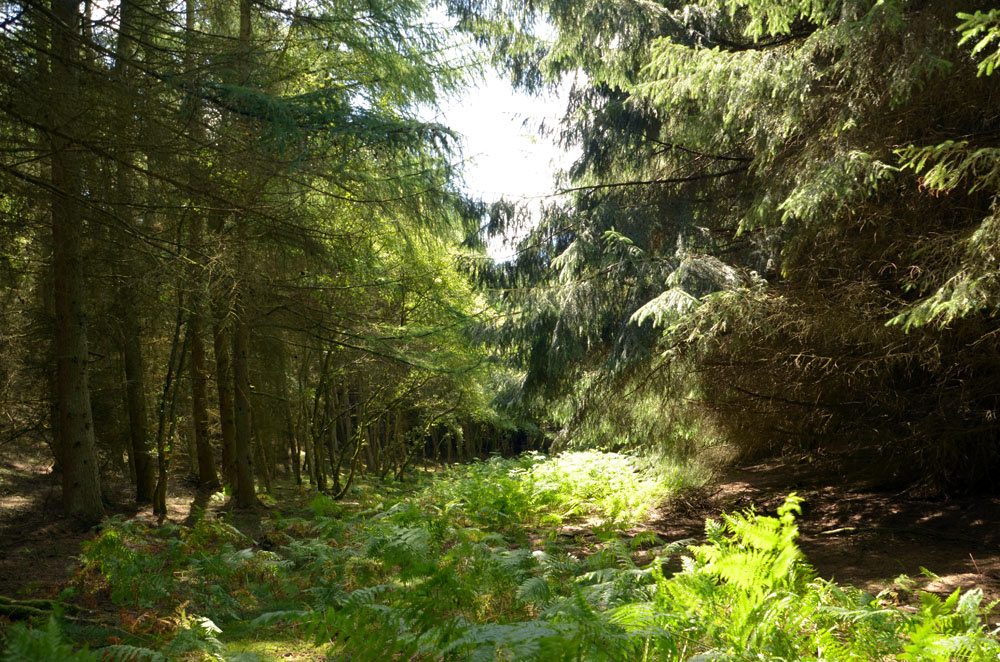 Large spruce to the right and smaller larch to the left. 