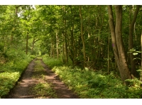 Crowe Wood - SOLD