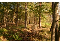 Deighton Wood - SOLD