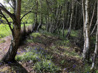 Ellars Wood - SOLD