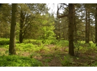 Ellidale Wood - SOLD