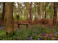 Far Dike Wood - SOLD