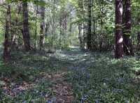 Featherpault Wood - SOLD