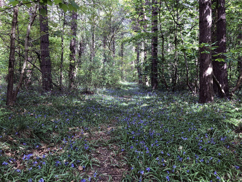 Masses of bluebells transform the wood in the springtime