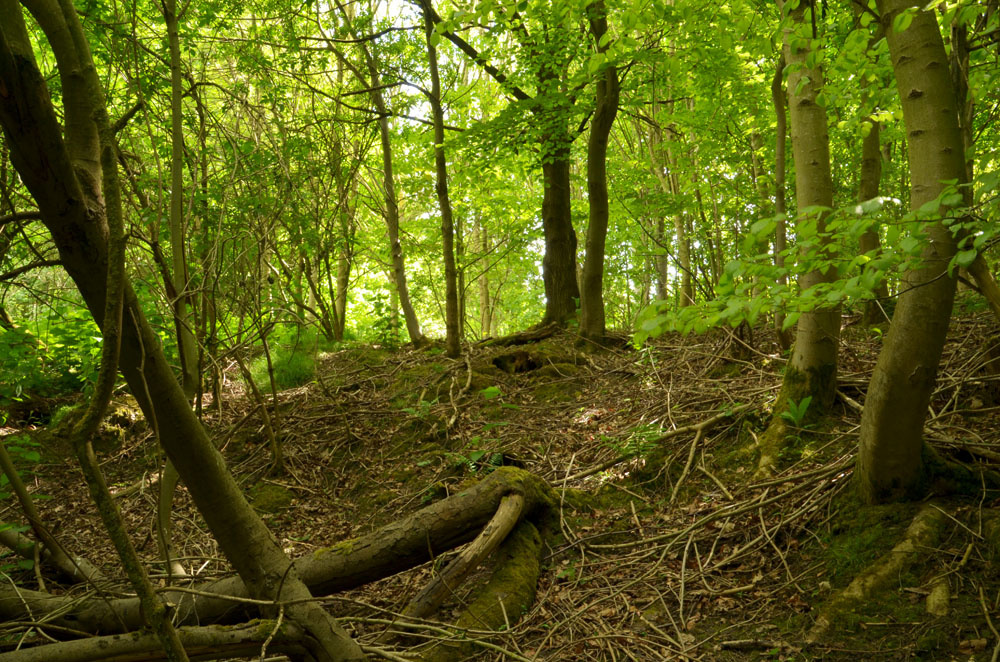 Edge of one of the old quarry holes.