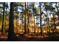 Forbes Wood - SOLD