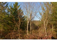 Garton Wood