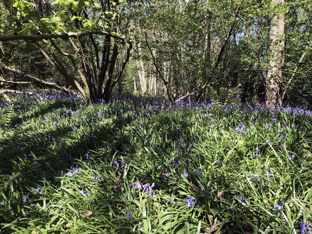 The banks of Giant's Hill Motte are filled with bluebells