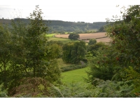 Givendale Wood