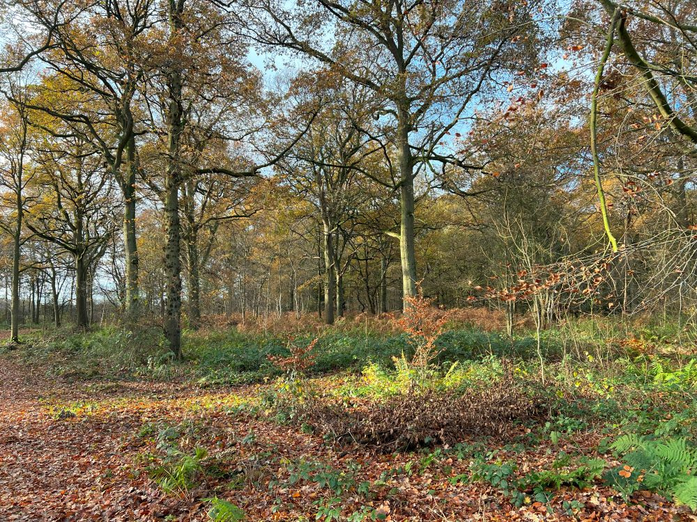 Mature oak trees in autumn