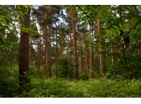 Glebeland Wood - SOLD