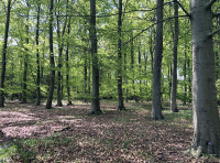 Godwinson Wood