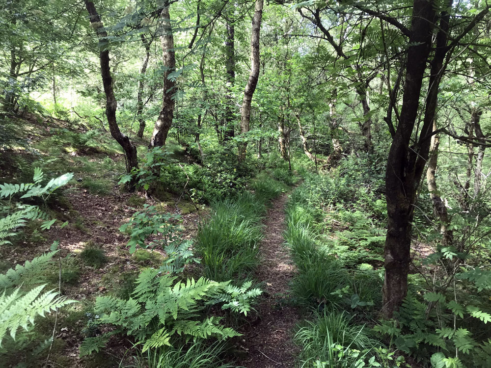 Path beside the brook.