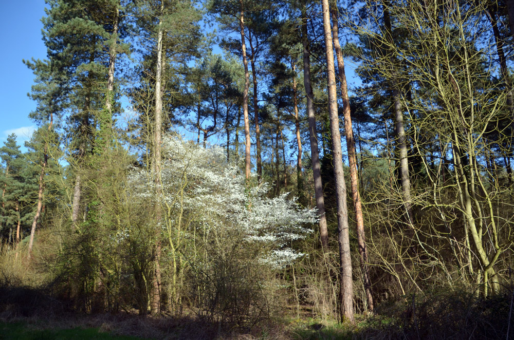 Blackthorn in flower during early Spring. 