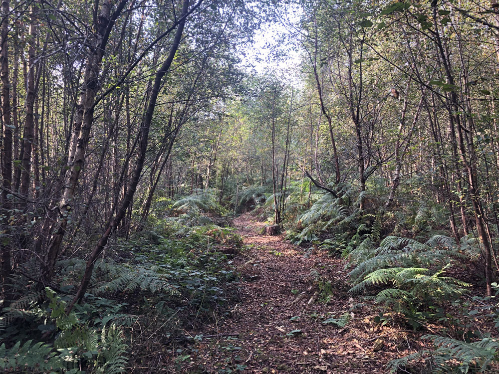 Sunlight along a woodland path