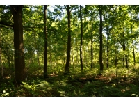 Grange Wood