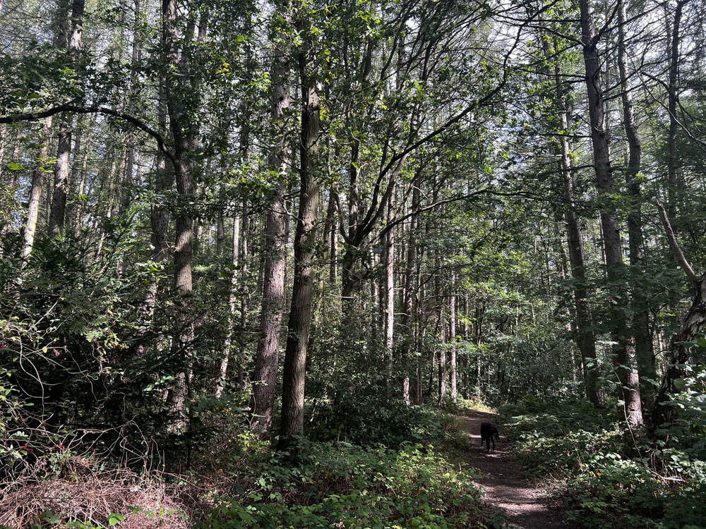 Path along the eastern boundary. 