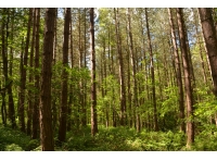 Granvilles Wood - SOLD