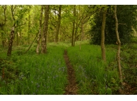 Hagghill Wood - SOLD