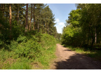 Hayes Wood
