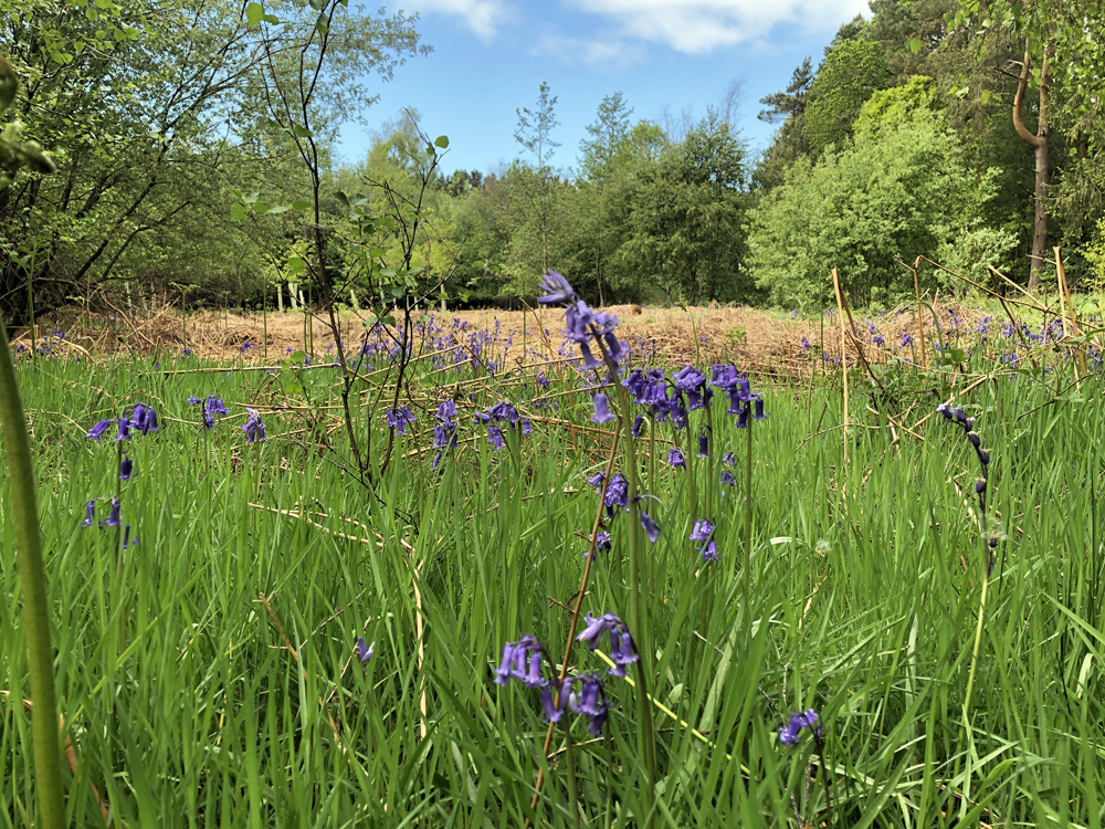 Beautiful bluebells fill the glade in the springtime