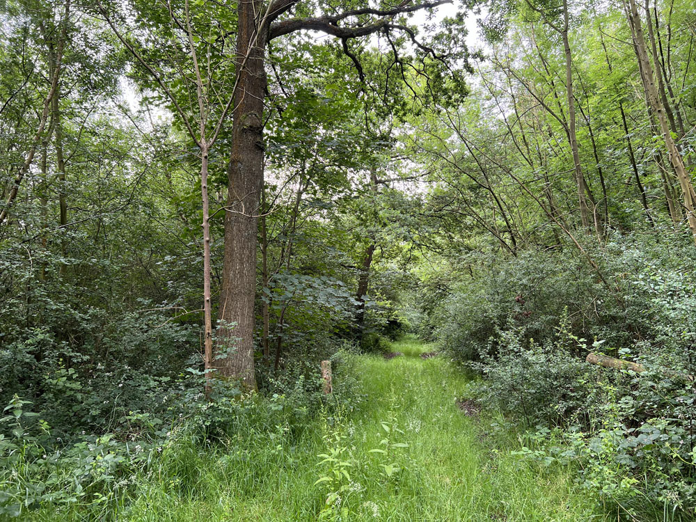 Clearer ground near the large oaks.