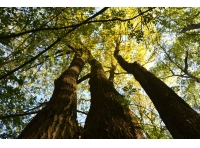 Hickling Wood - SOLD