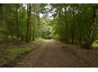 Hodber Wood