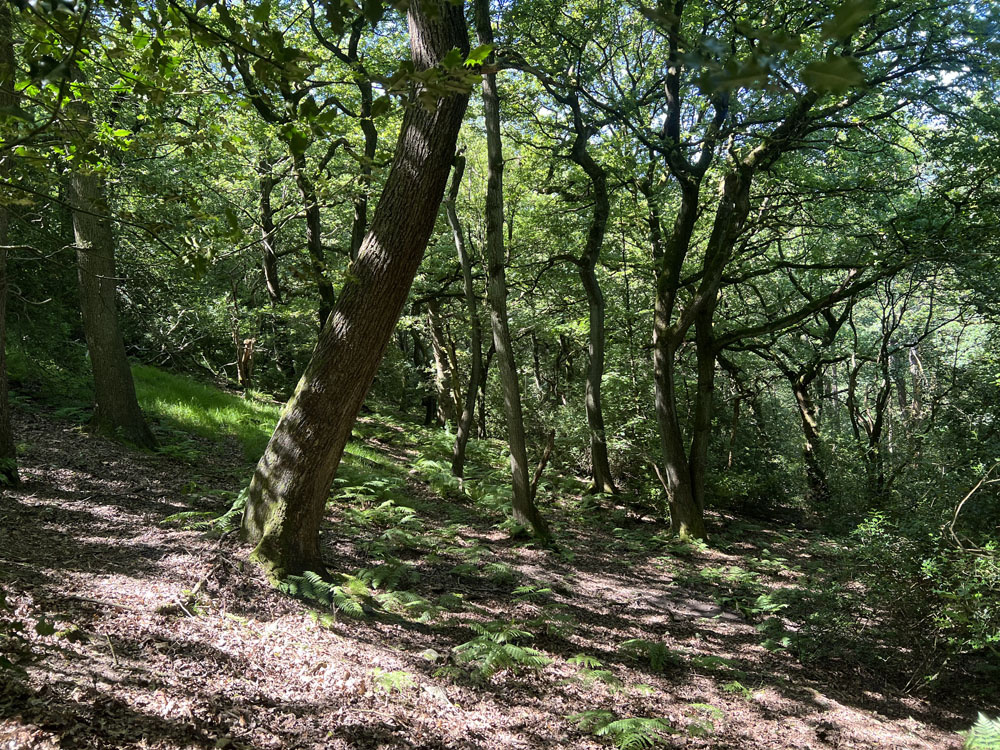 Oaks and other broadleaves.