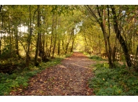 Holly Dene Wood - SOLD