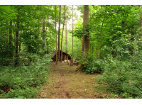 Hollygate Wood - SOLD