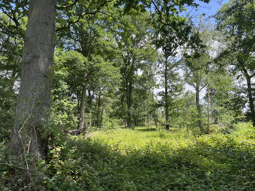 Oaks surrounding a glade