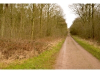 Hutchinson Wood - SOLD