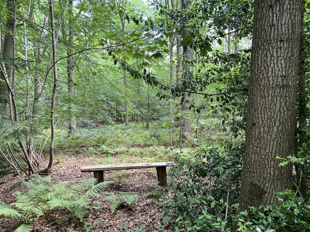Bench in a scenic spot
