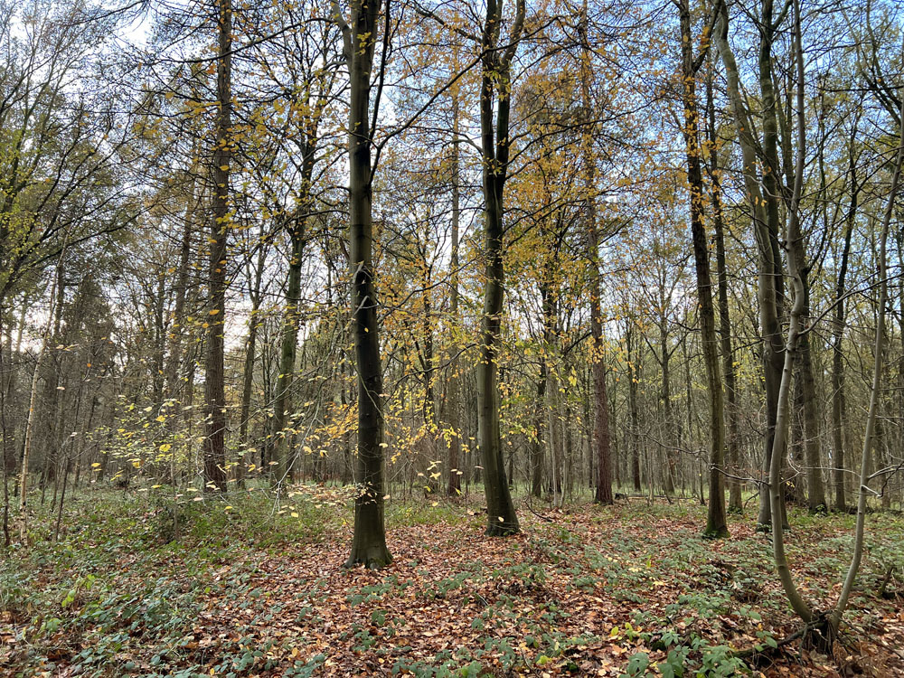 Autumn colour amongst the beech and oak trees