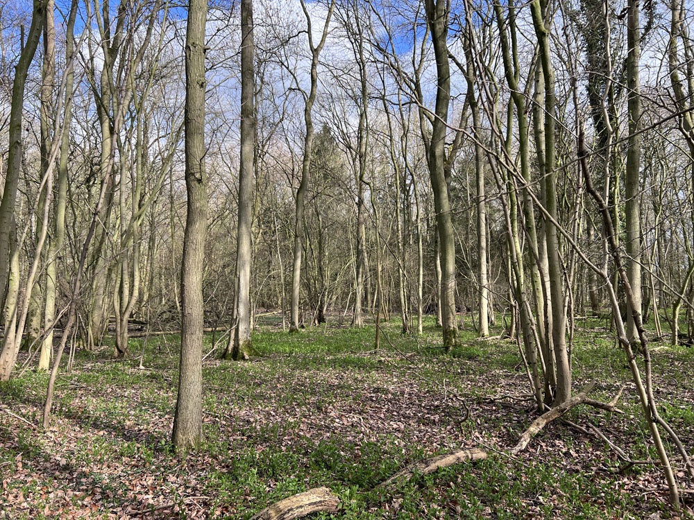 The wood with a carpet of Spring green
