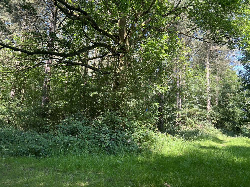 Large spreading oak tree towards the southern edge of the wood. 