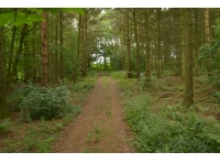 Laylands Wood - SOLD