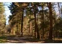 Leysprings Wood - SOLD