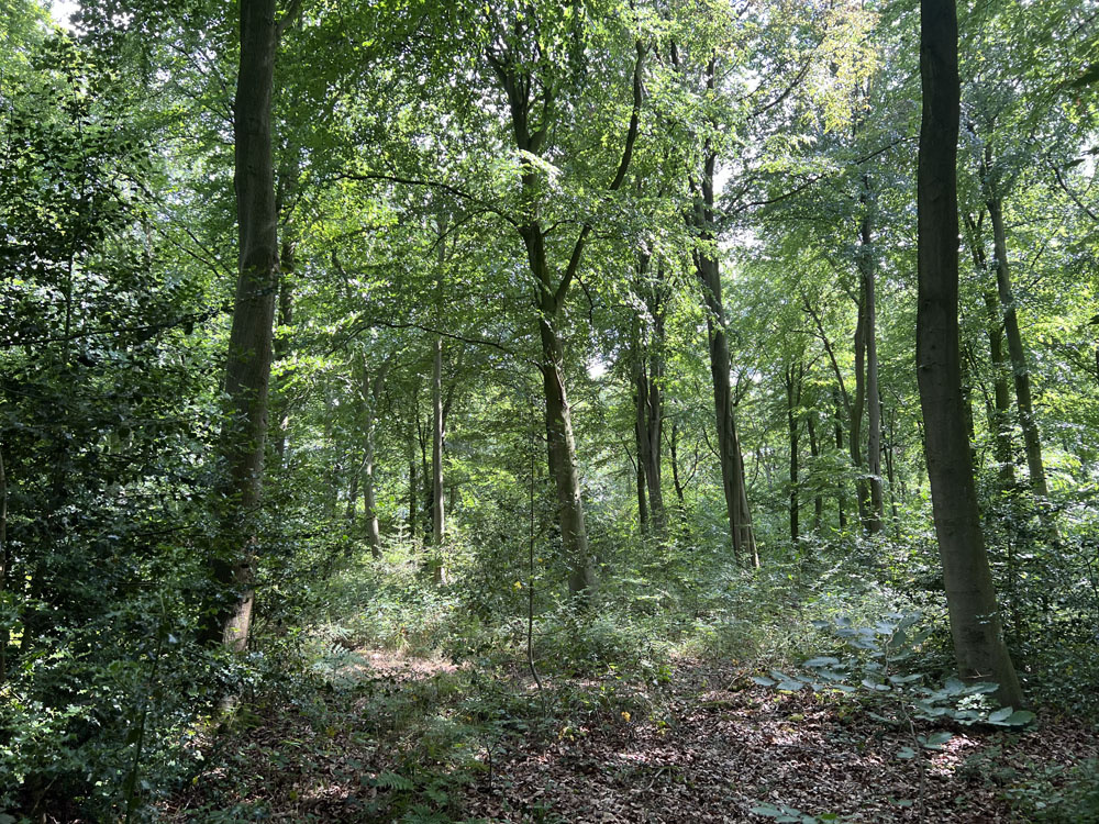 Tall beeches