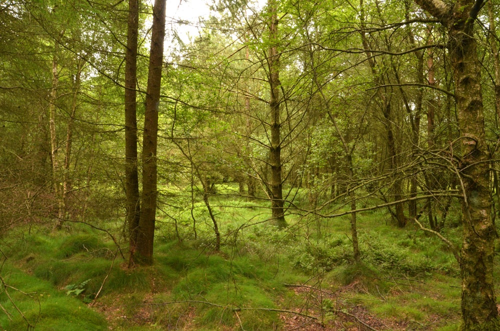 Woodlands for sale in Northern England