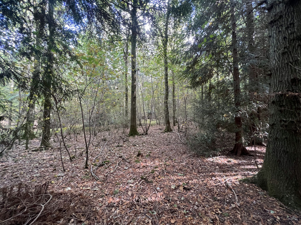 Tall oaks with small self-set broadleaves below. 